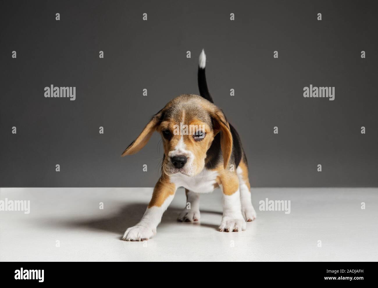 grey and white beagle