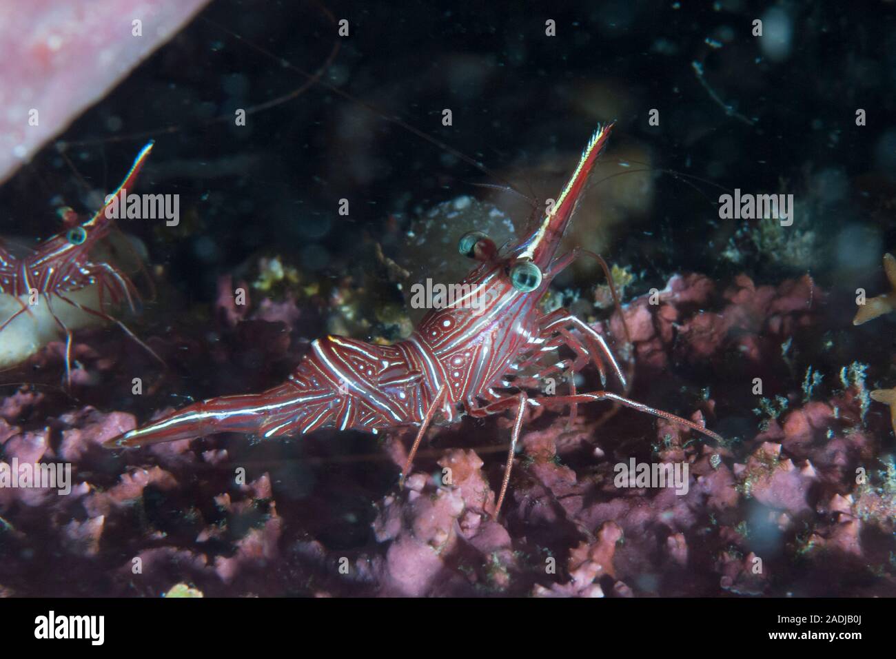 Durban hingebeak shrimp durbanensis Stock Photo Alamy