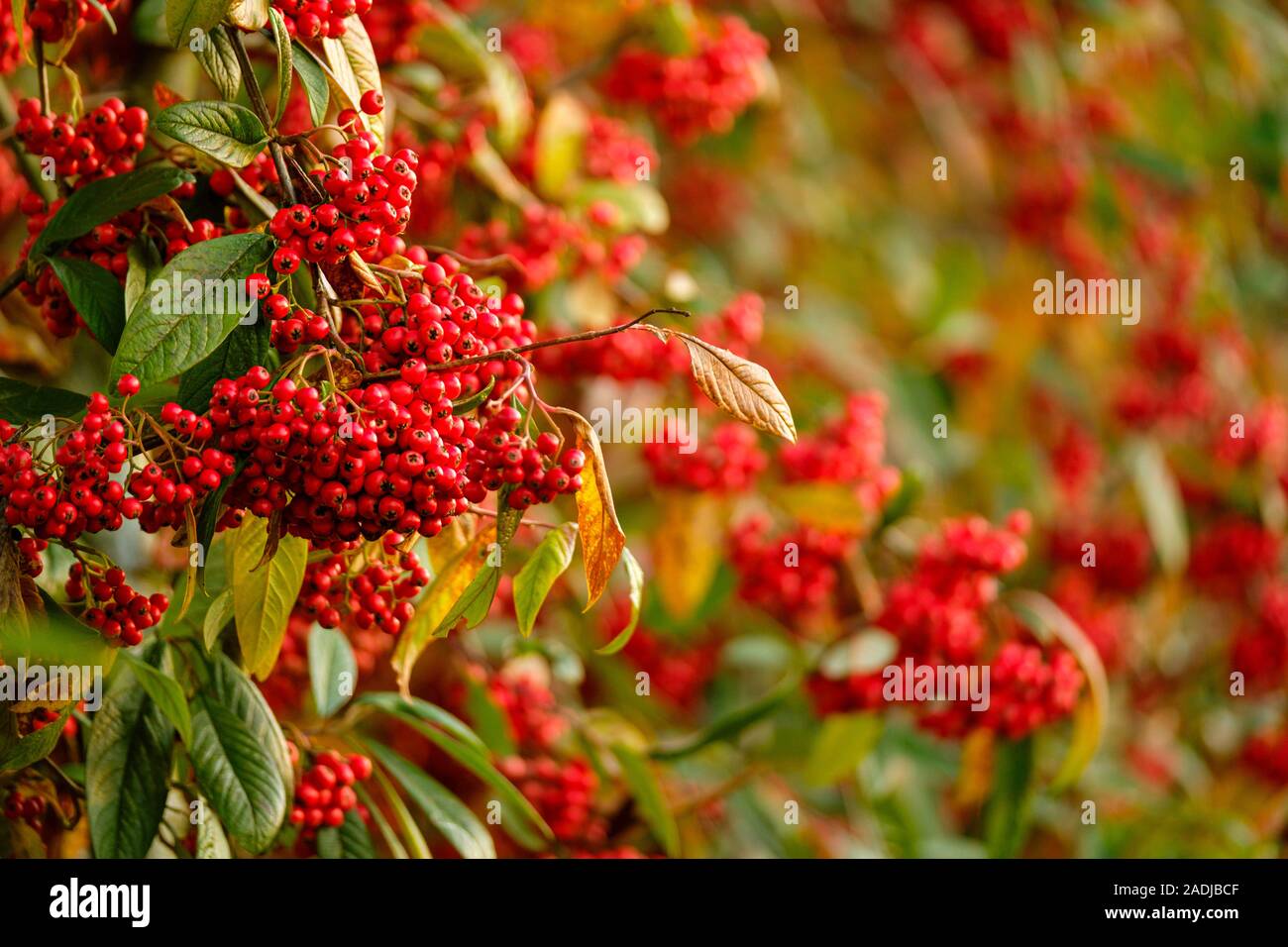 Cotoneaster berries bring colour and wildlife into the winter garden. Stock Photo