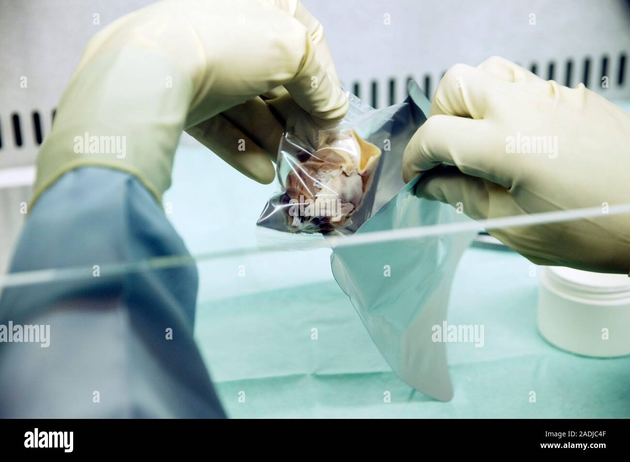 Preparing a dissected aortic valve for storage in a tissue bank. The ...