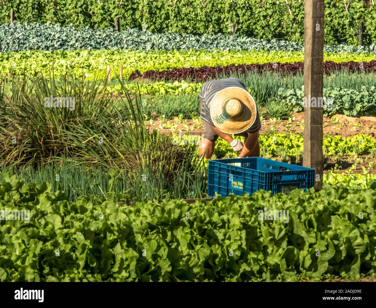 Marilia, Sao Paulo, Brazil, July 01, 2019. Farmer works in a vegetable garden of a small family farm in the city of Marilia Stock Photo