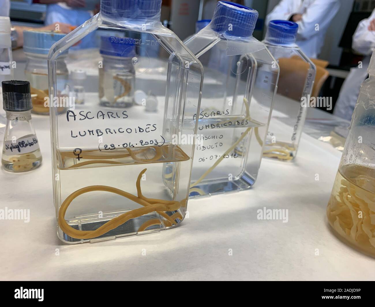 Some parasites in lab containers on a table in a microbiology laboratory and some people in white coat on the background Stock Photo