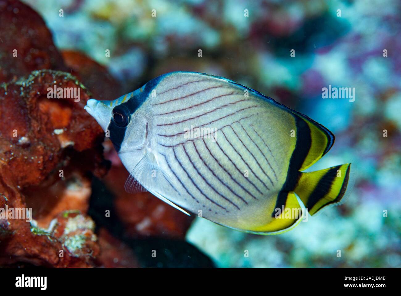Vagabund Butterflyfish Chaetodon vagabundus Stock Photo