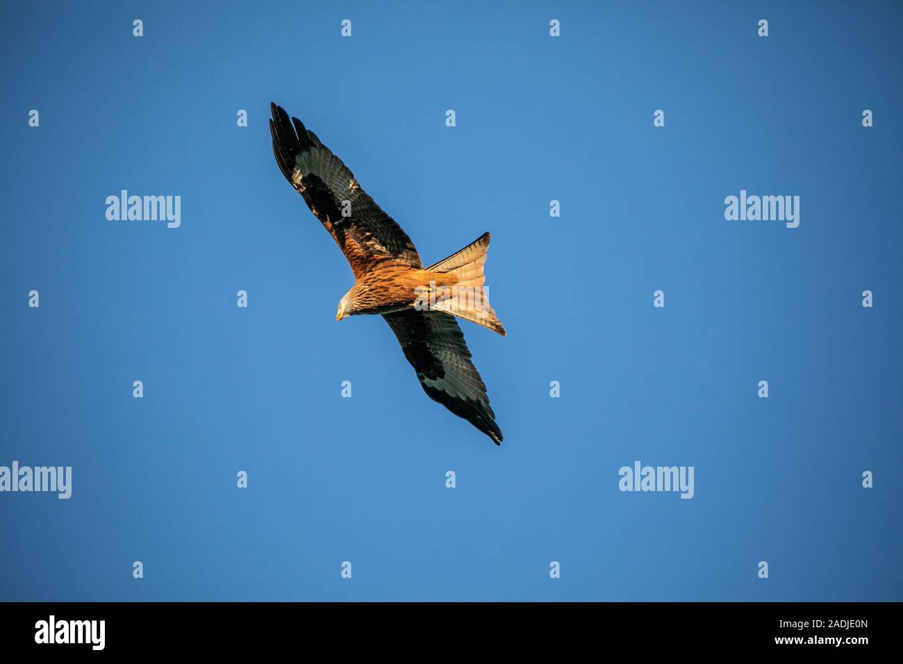 Red Kites in flight against a blue sky showing beautiful plumage and colours Stock Photo