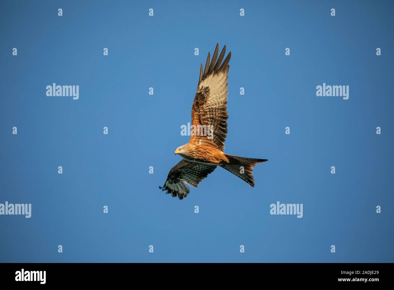 Red Kites in flight against a blue sky showing beautiful plumage and colours Stock Photo