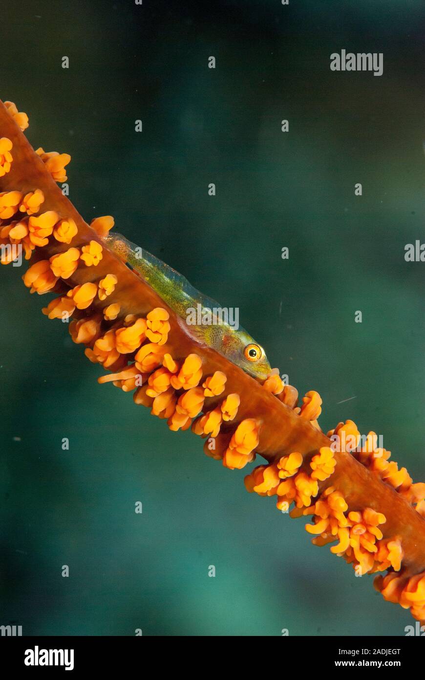 Wire Coral Goby Bryaninops yongei Stock Photo