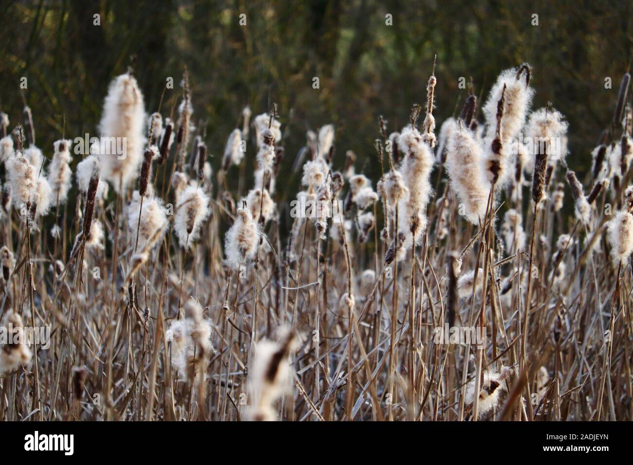 Bulrush spring hi-res stock photography and images - Alamy
