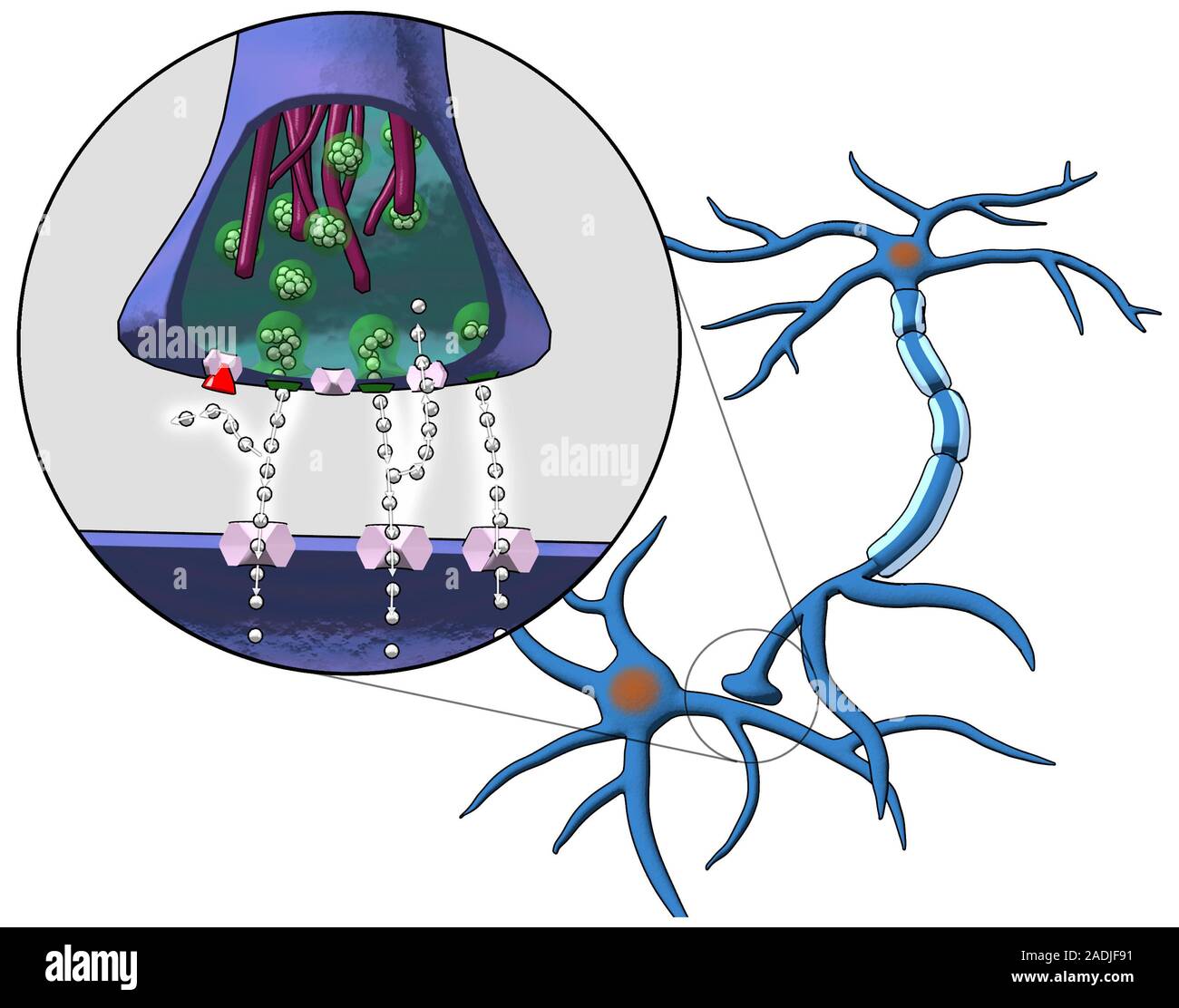 Action of selective serotonin reuptake inhibitors (SSRIs) at a chemical ...