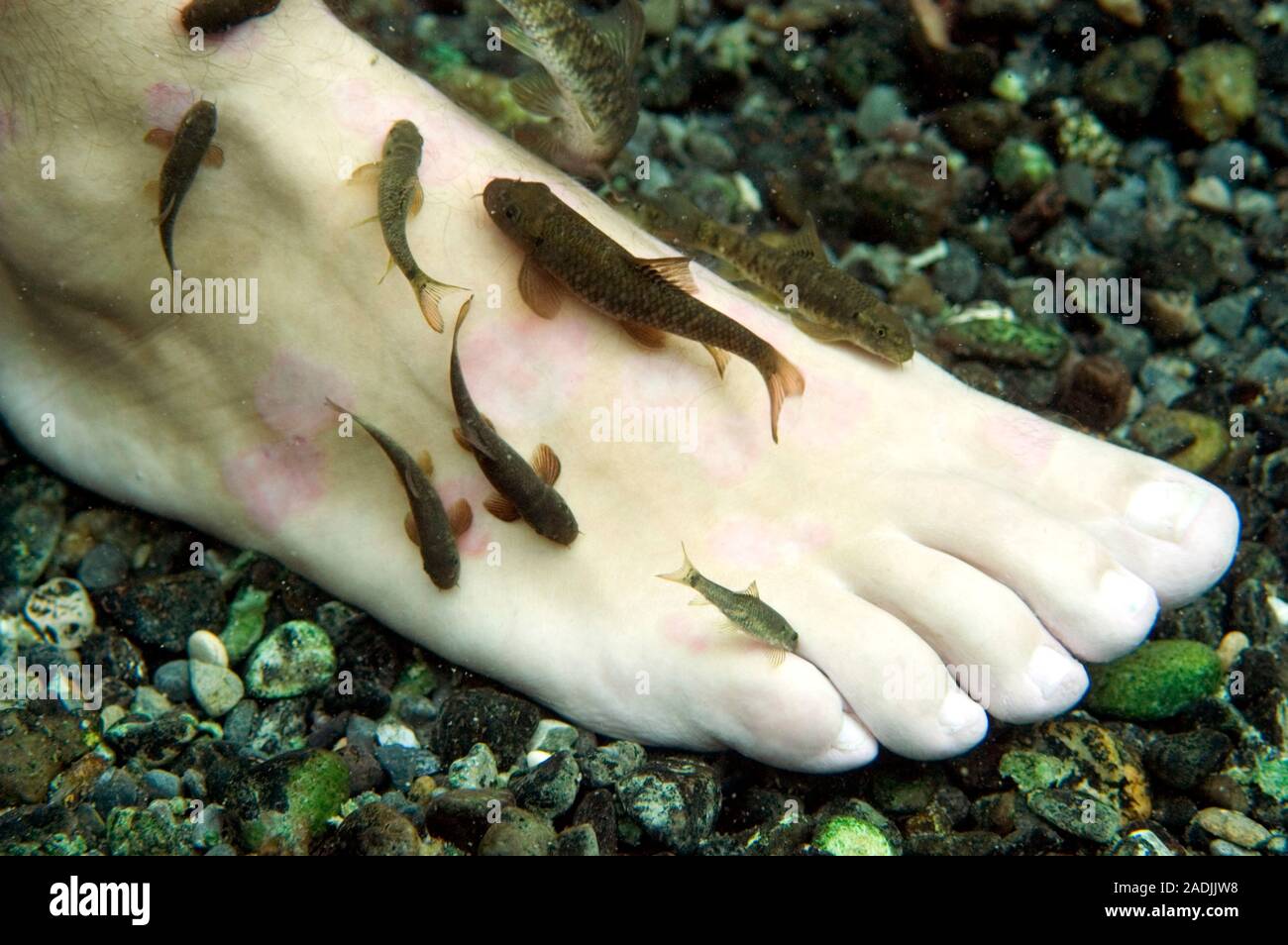 Fish therapy. Underwater view of the feet of a man undergoing fish