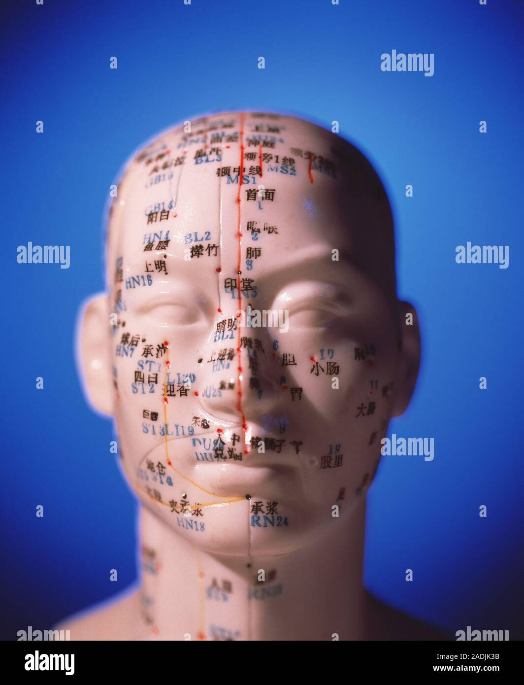 Acupuncture head. Cast of the head of a Chinese man showing a