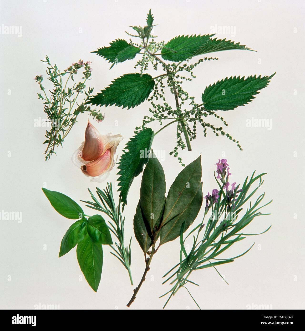 A variety of plants used in herbal medicine. The plants are (clockwise