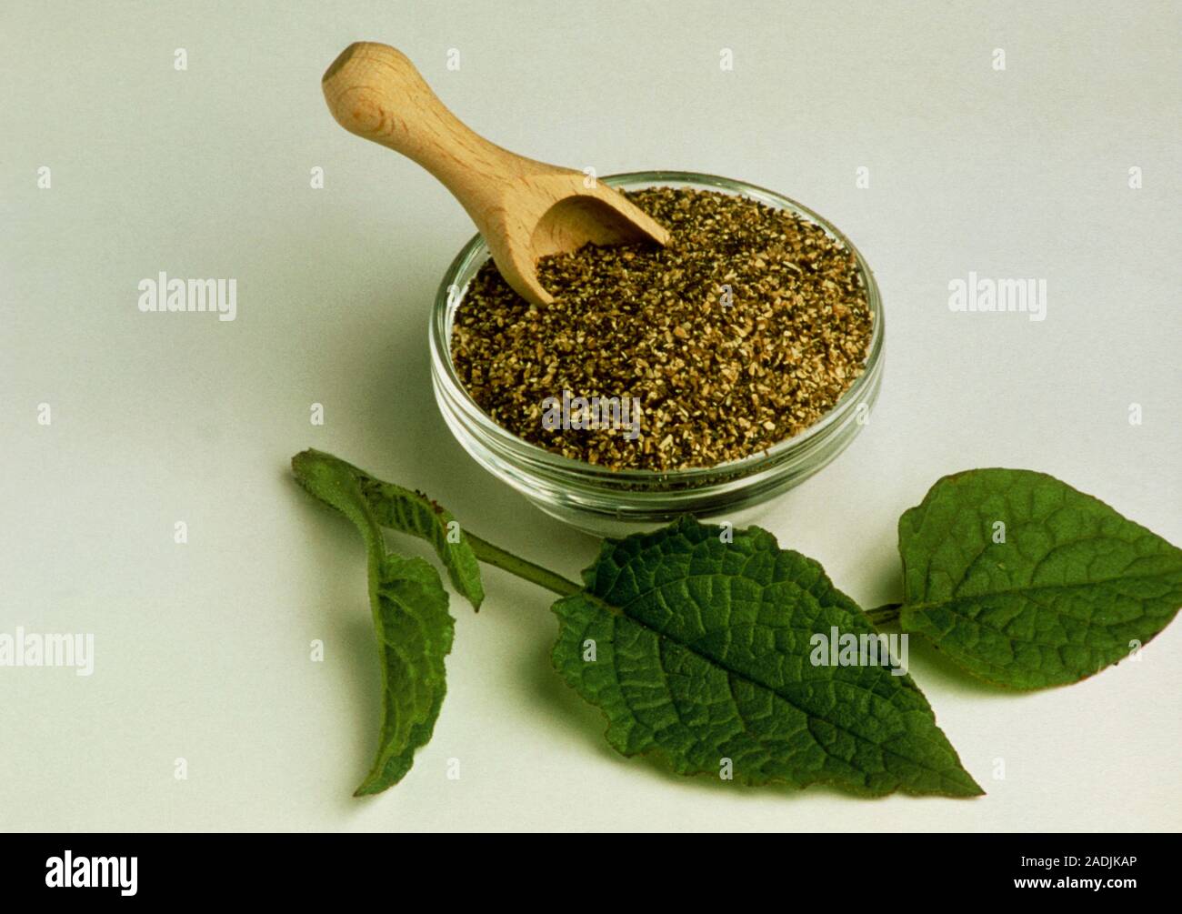 Comfrey leaves. Dried leaves and roots of the comfrey plant (Symphytum