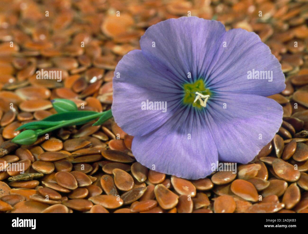 Common flax (Linum usitatissimum) flower and seeds. The seeds of this