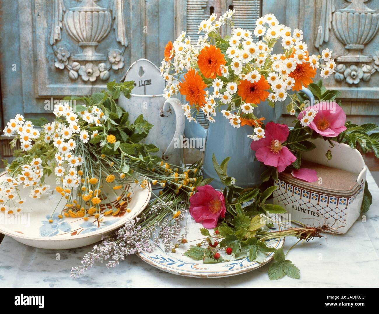 Medicinal plants. Flowers used as ingredients in herbal tea. Herbal tea