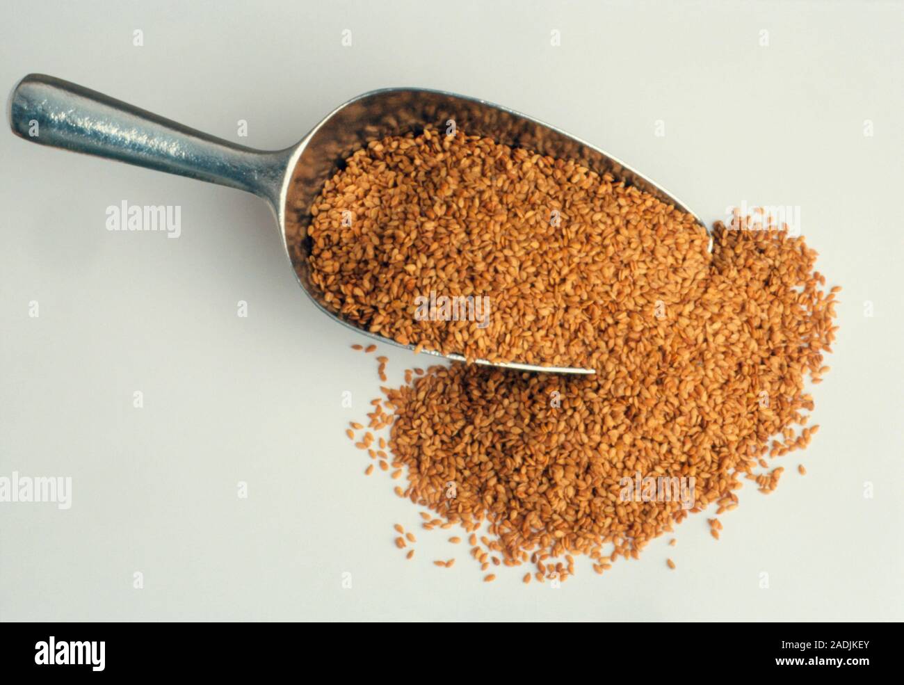 Flax seeds (Linum usitatissimum) on a metal scoop. The seeds, also