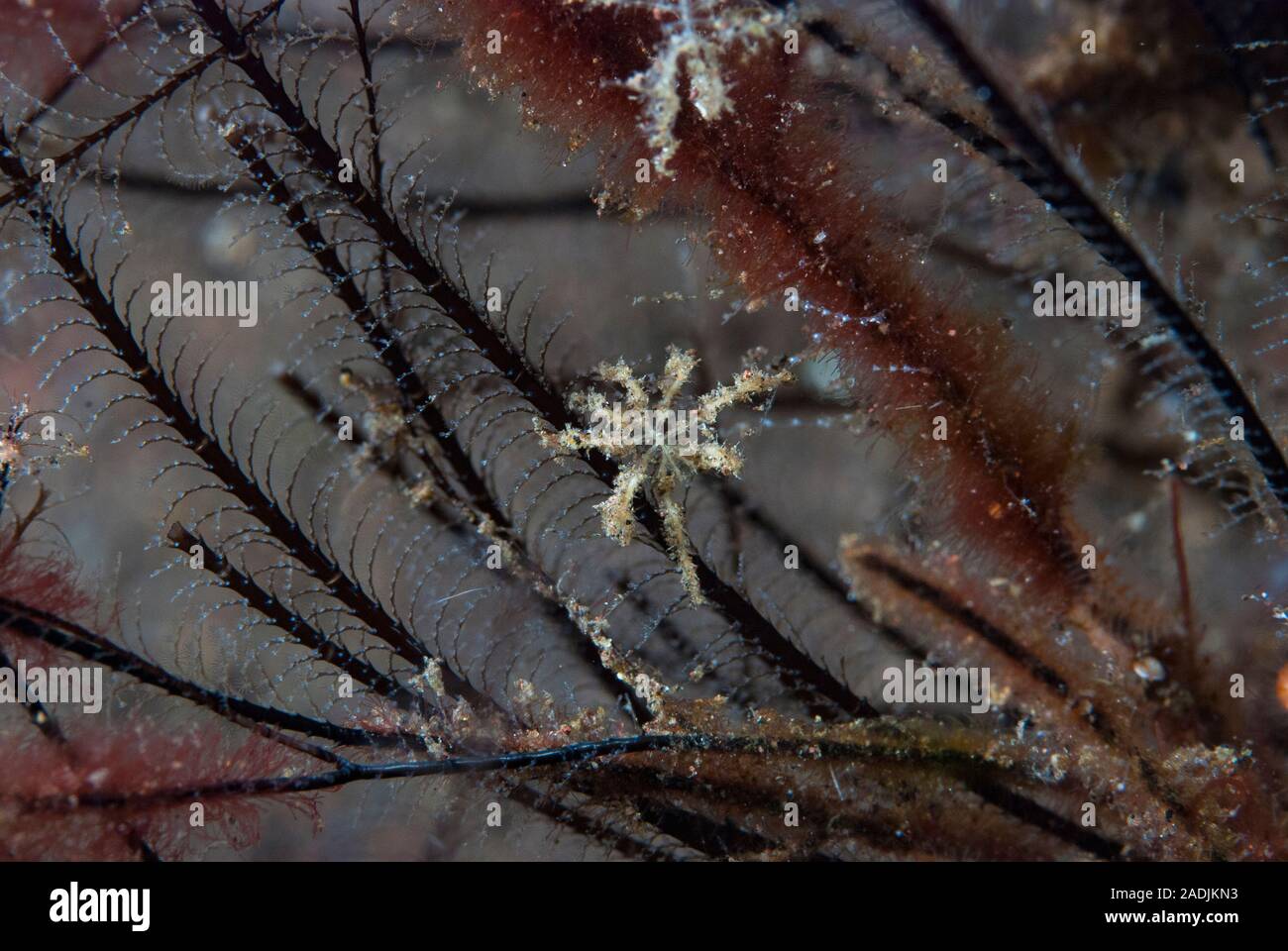 Pycogonid Sea spider hi-res stock photography and images - Alamy