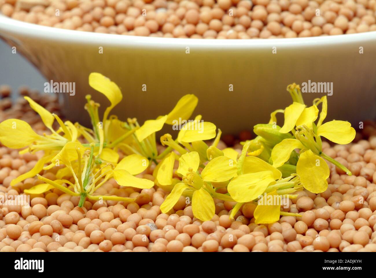 White mustard seeds and flowers. The seeds of white mustard (Sinapis