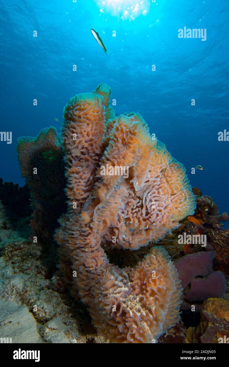 Cozumel Mexico Underwater Tropical Coral Reef Stock Photo