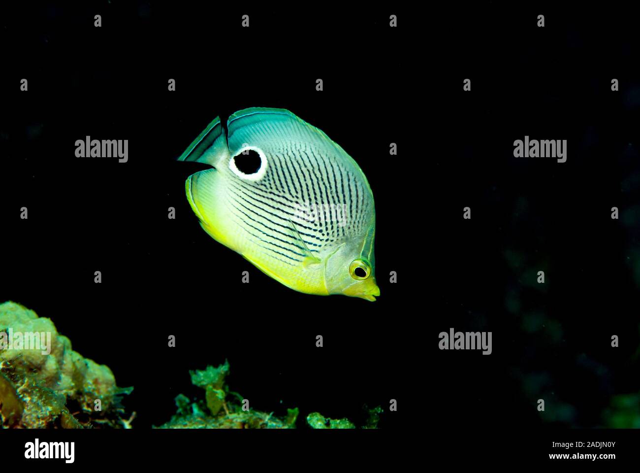 Foureye Butterflyfish Chaetodon capistratus Stock Photo
