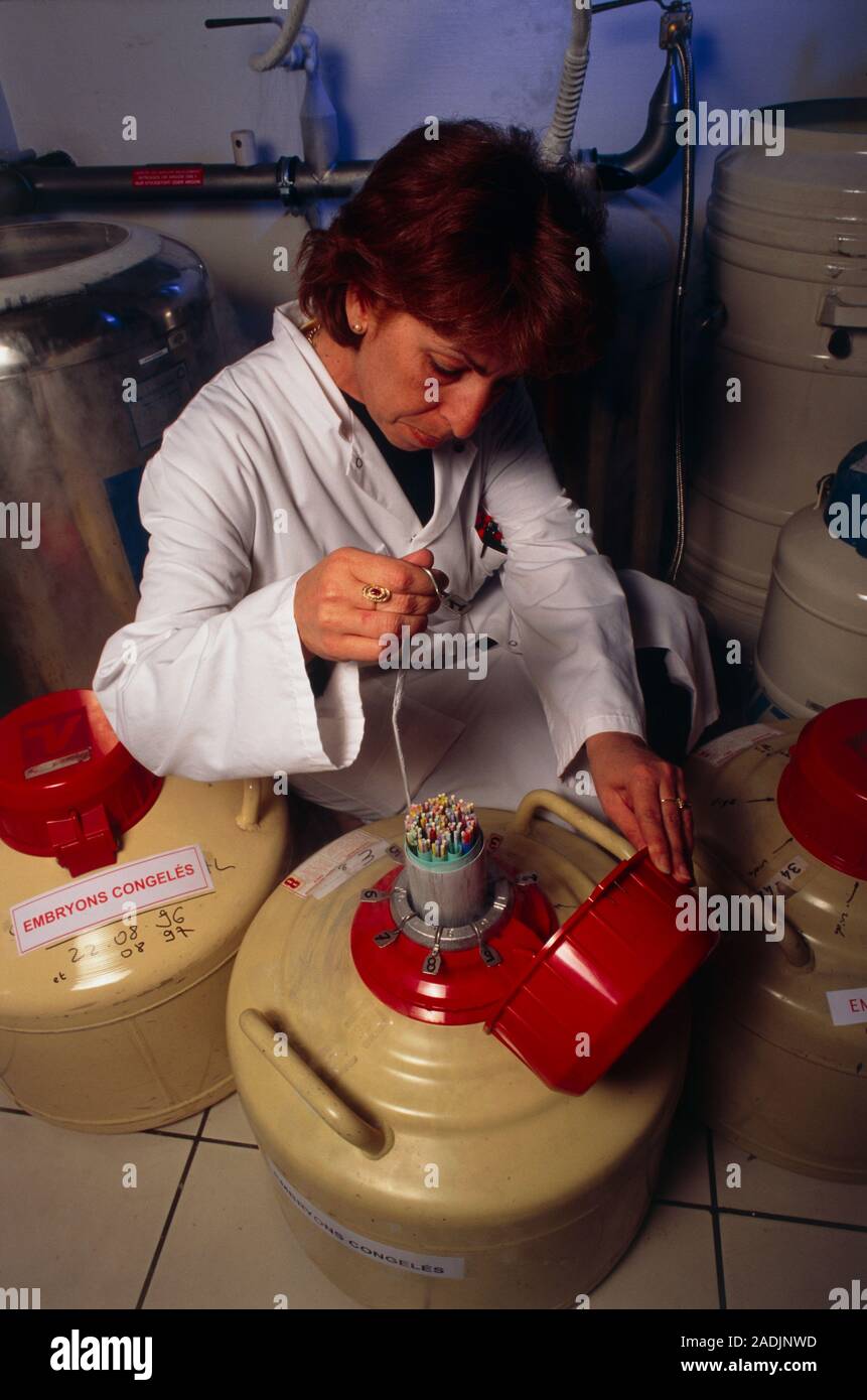 Frozen embryo storage. Technician removing frozen embryos from storage for in vitro
