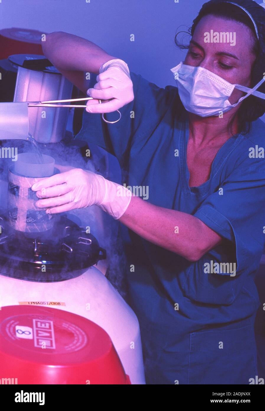 IVF embryo bank. Technician using liquid nitrogen to freeze embryo samples for in vitro