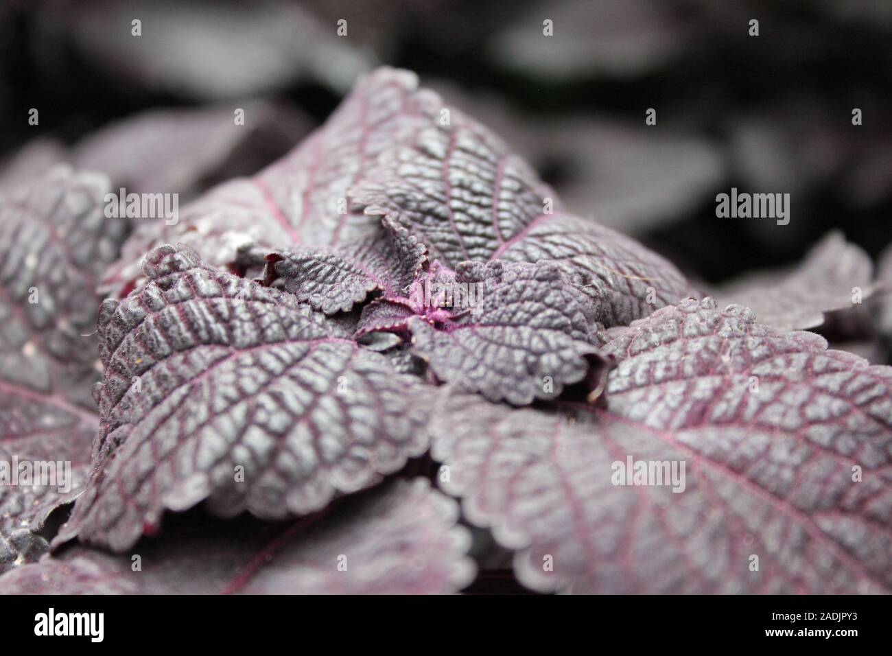 Deep purple and black Coleus blumei, Plectranthus scutellarioides, vibrant popular garden plant Stock Photo