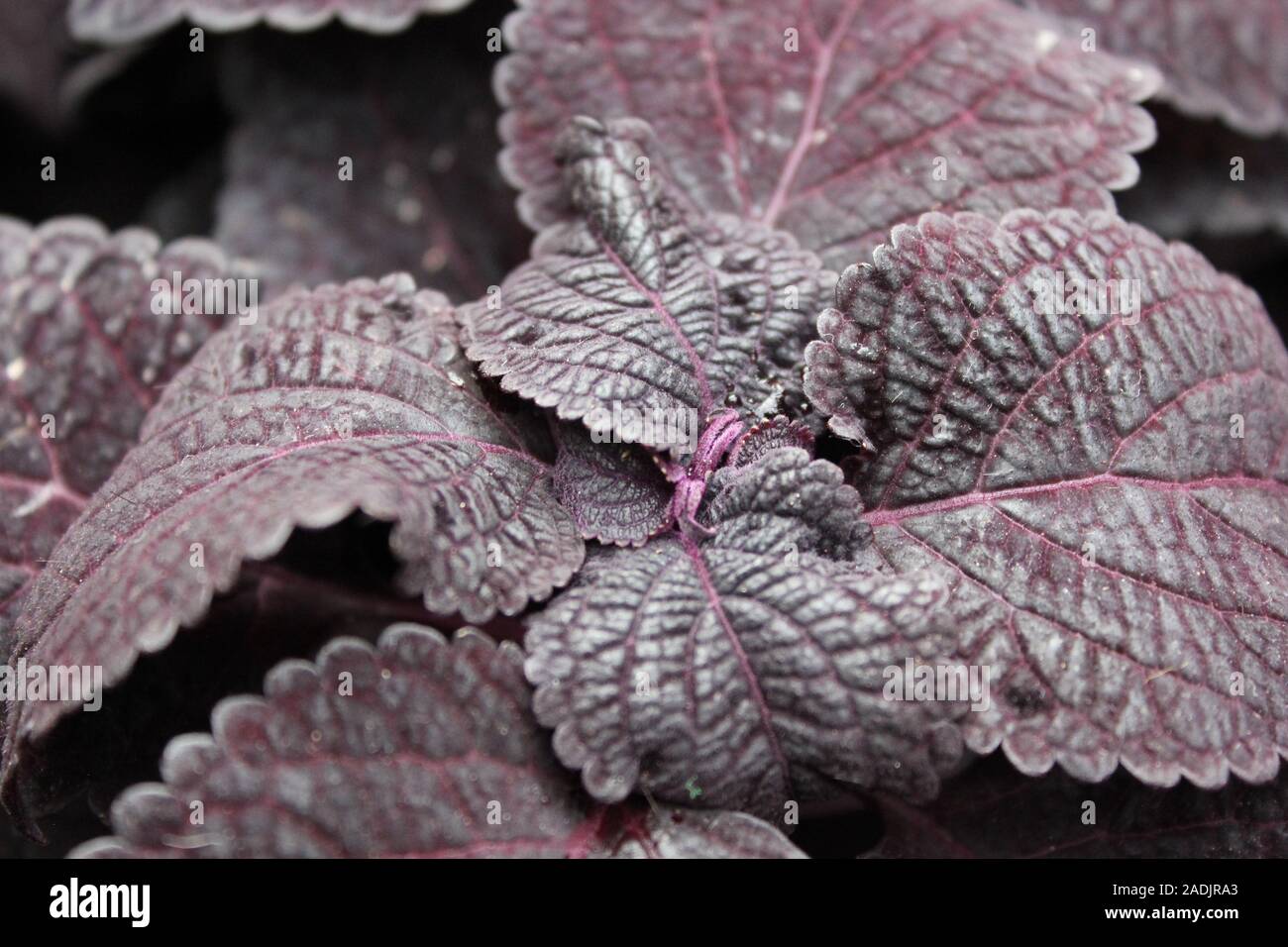 Deep purple and black Coleus blumei, Plectranthus scutellarioides, vibrant popular garden plant Stock Photo