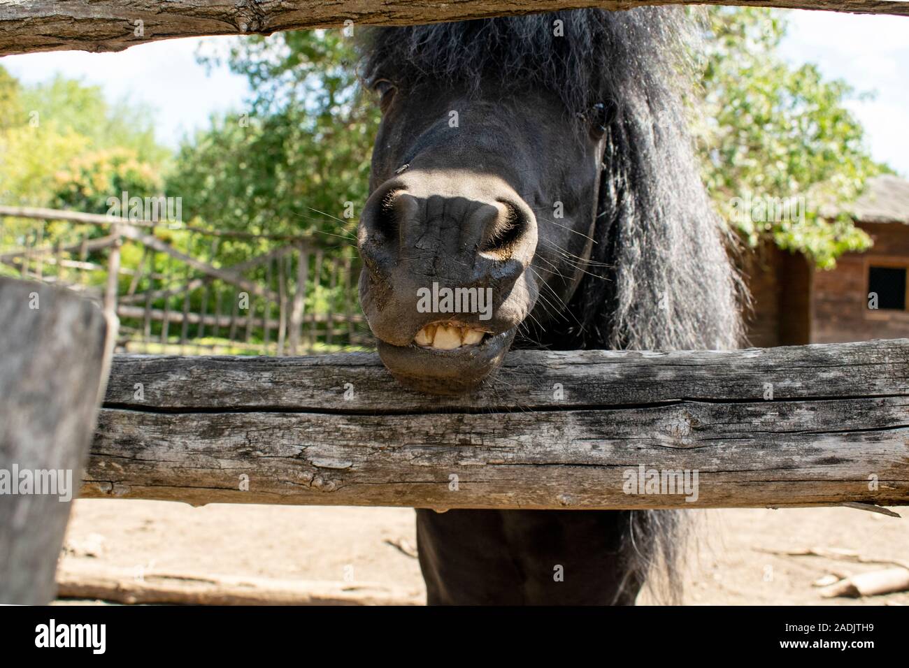 Bkack young horse looking at the camera with white teeth smile. Stock Photo