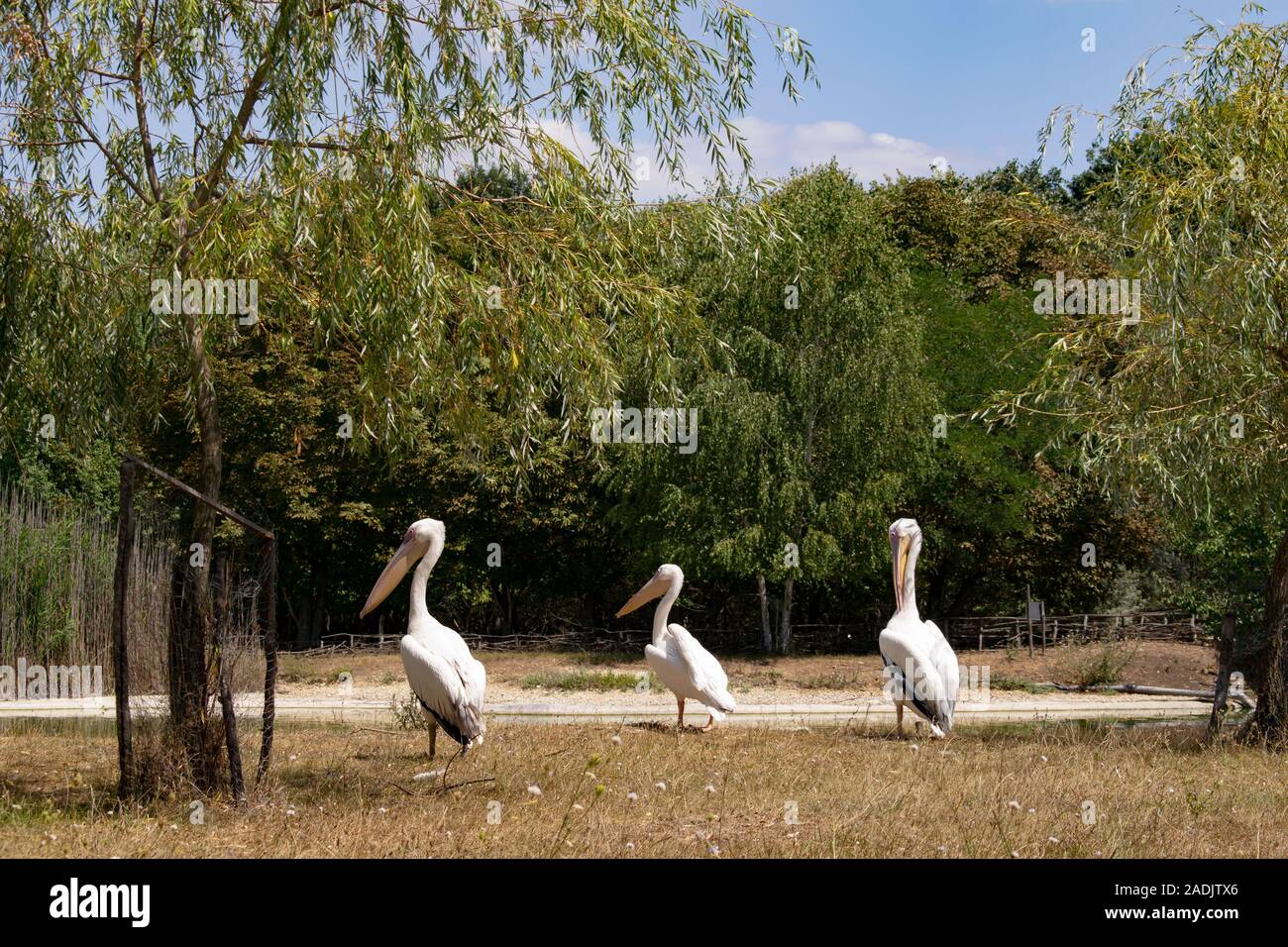 Three great white Pelicans at the zoo relaxing under the hot summer sun. Pelecanus onocrotalus breed, Stock Photo