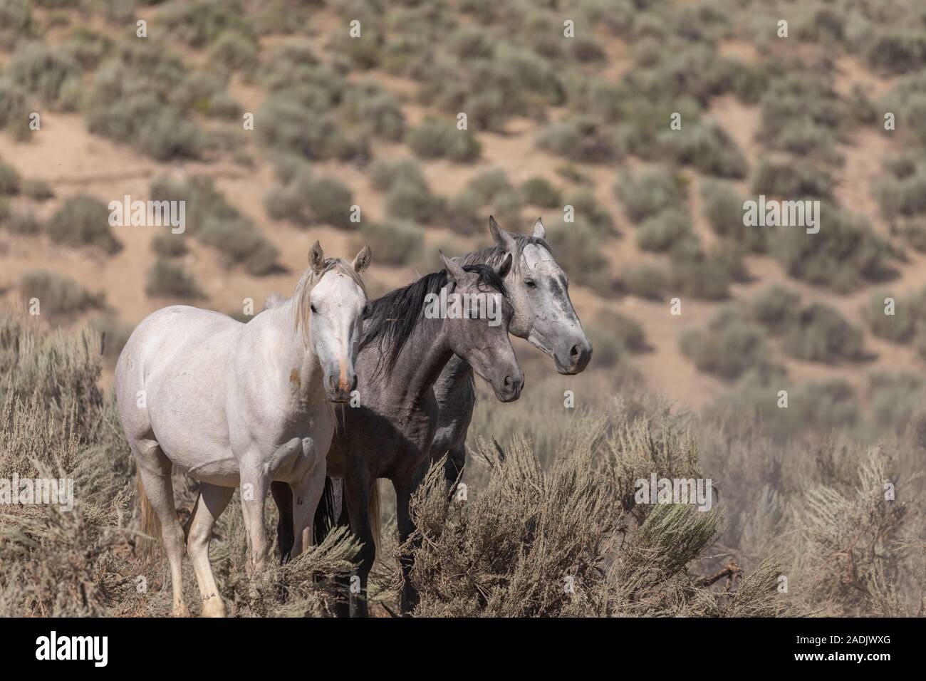 Sand wash basin wild horses in hires stock photography and images Alamy