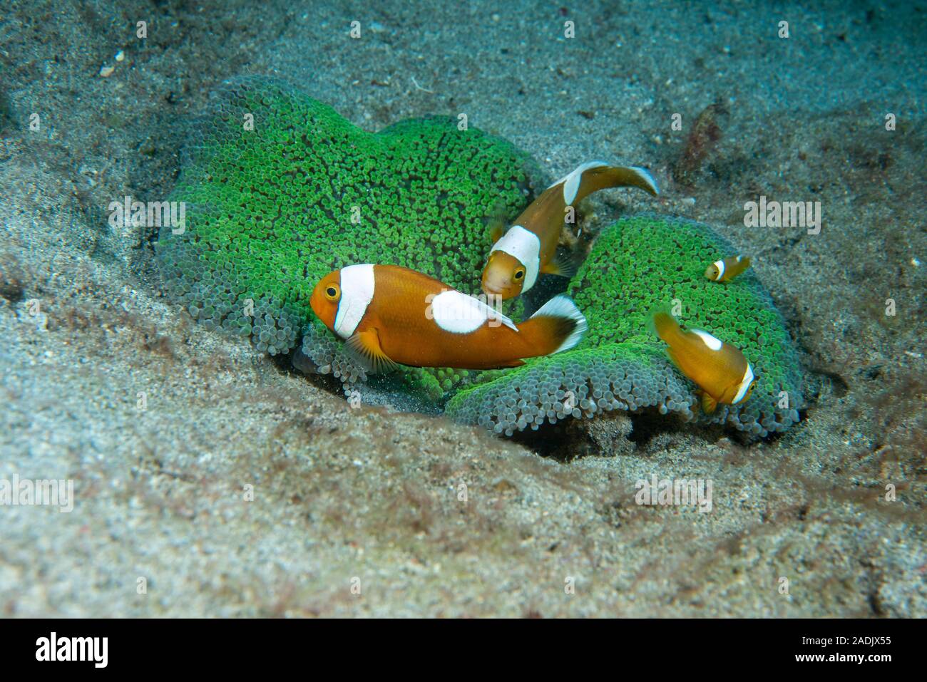 Saddleback Anemonefish Amphiprion polymnus Stock Photo