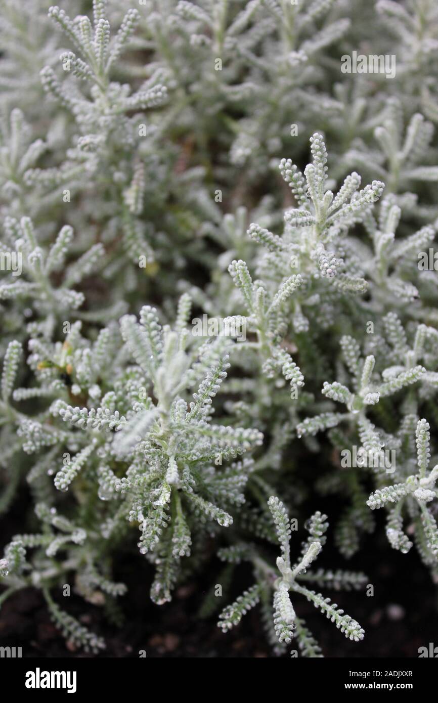 Santolina chamaecyparissus, cotton lavender, plant Stock Photo