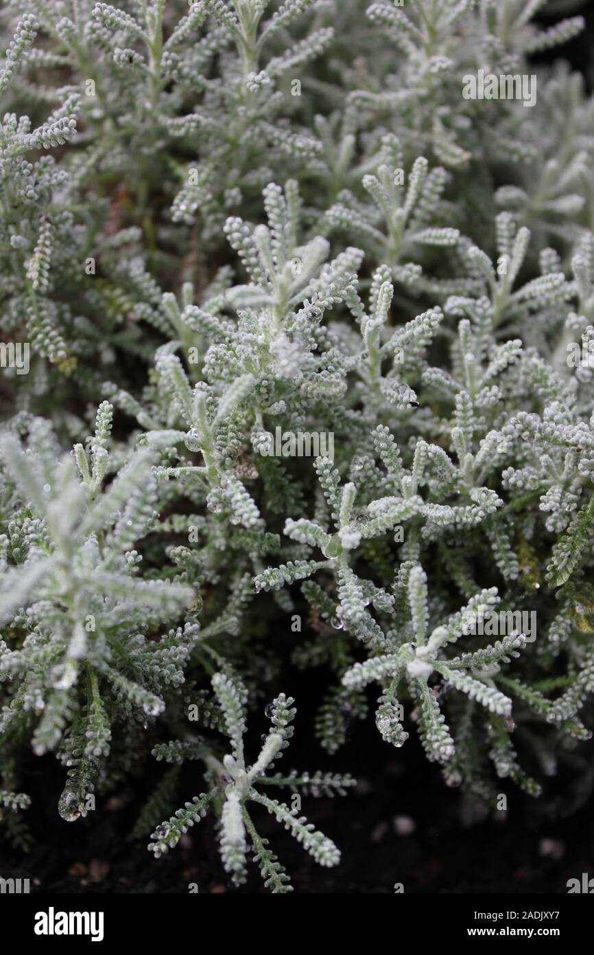 Santolina chamaecyparissus, cotton lavender, plant Stock Photo