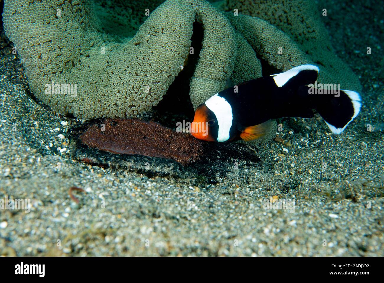 Saddleback Anemonefish Amphiprion polymnus Stock Photo