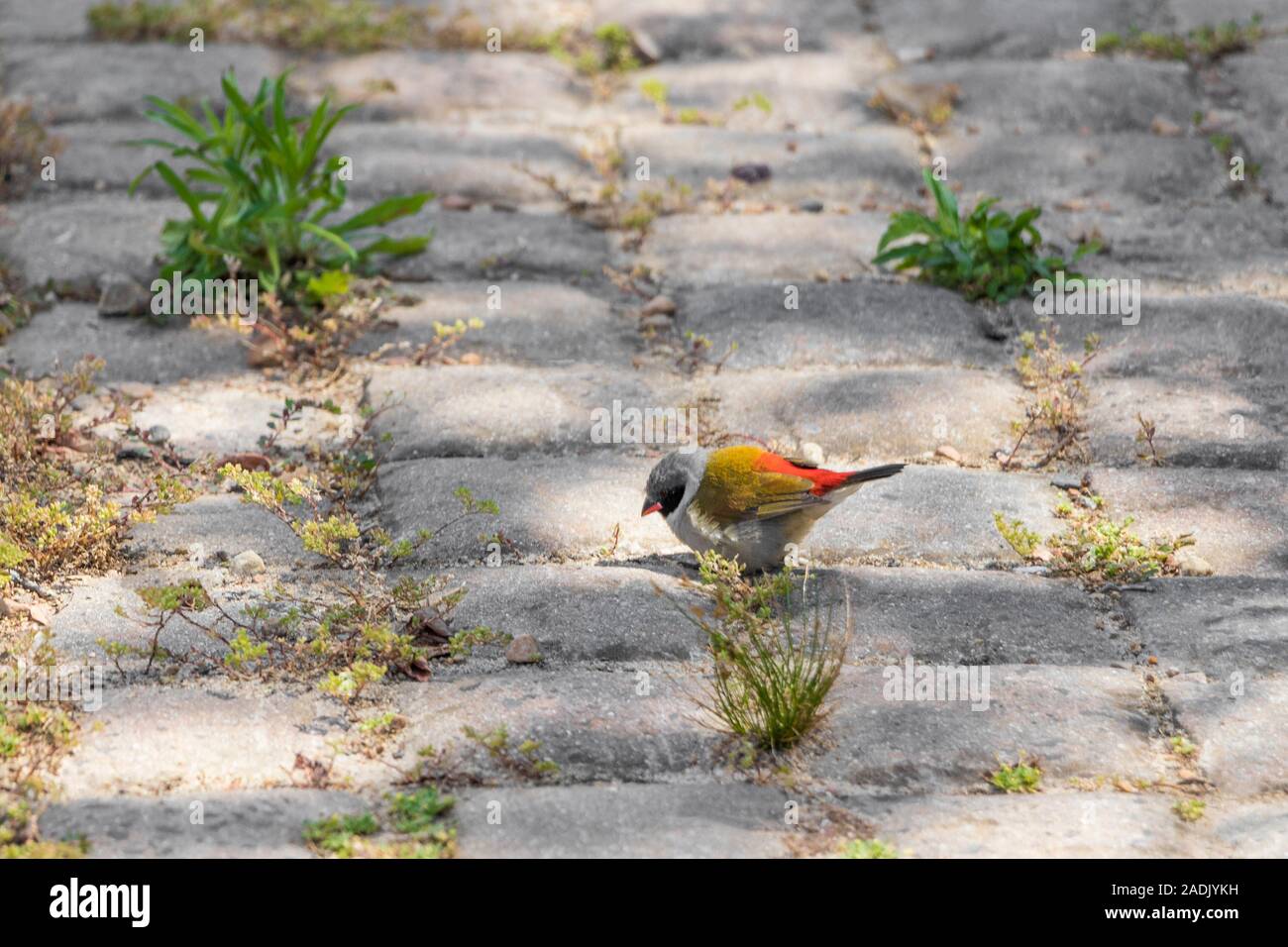 Colorful bird on ground in Cape Town, South Africa. Stock Photo