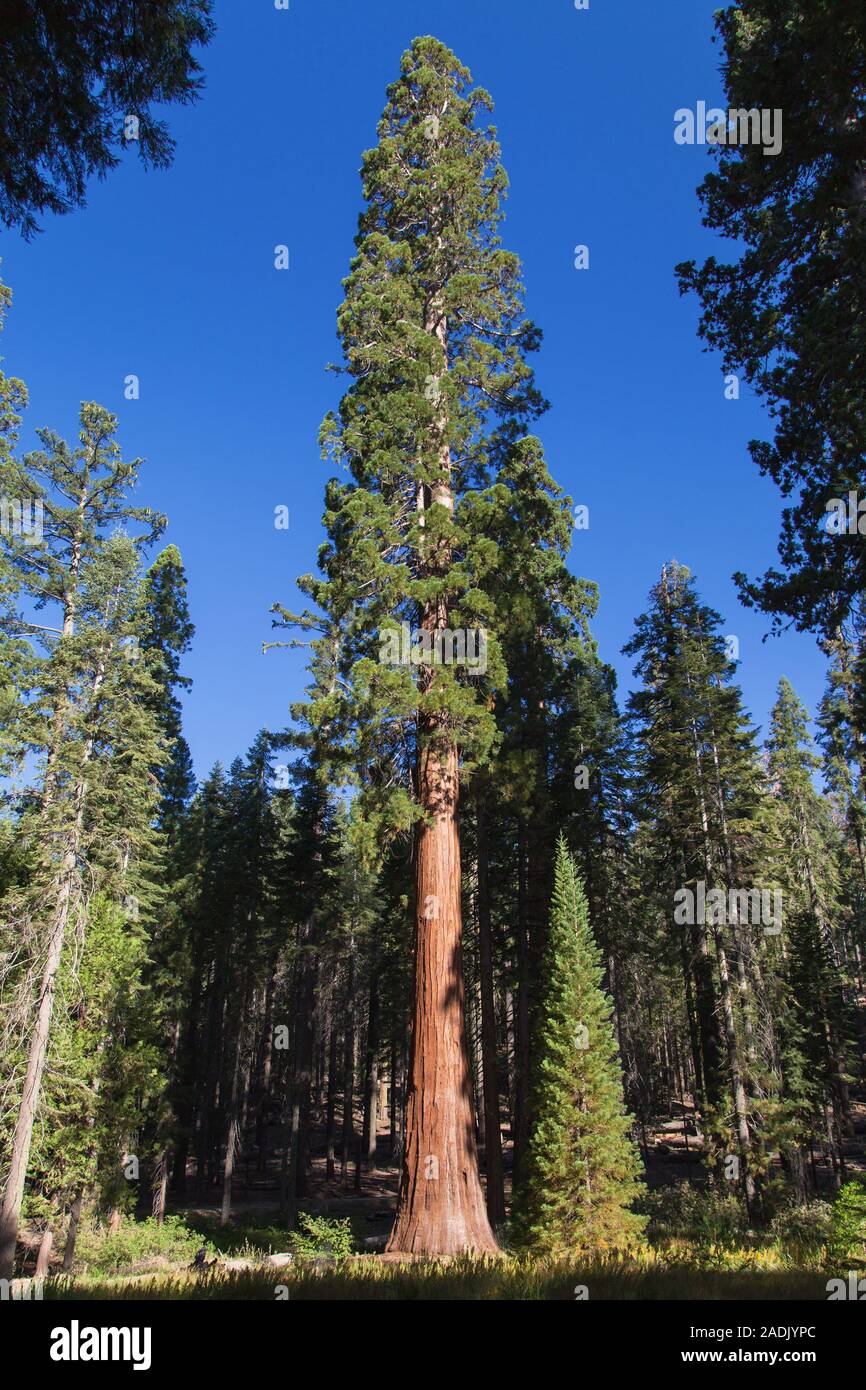 Young Sequoia in Mariposa Grove, Yosemite National Park, California, USA. Stock Photo