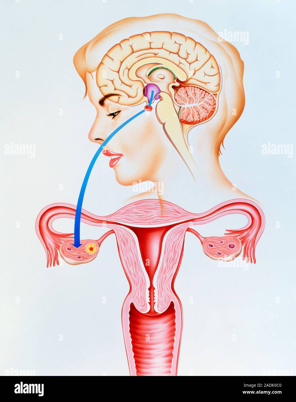 Contraceptive pill. Illustration showing the mechanism of the