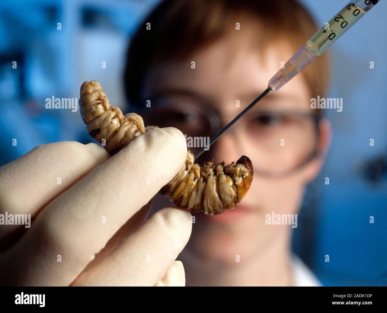 Castniid moth larva. Scientist extracting a sample of haemolymph (body ...