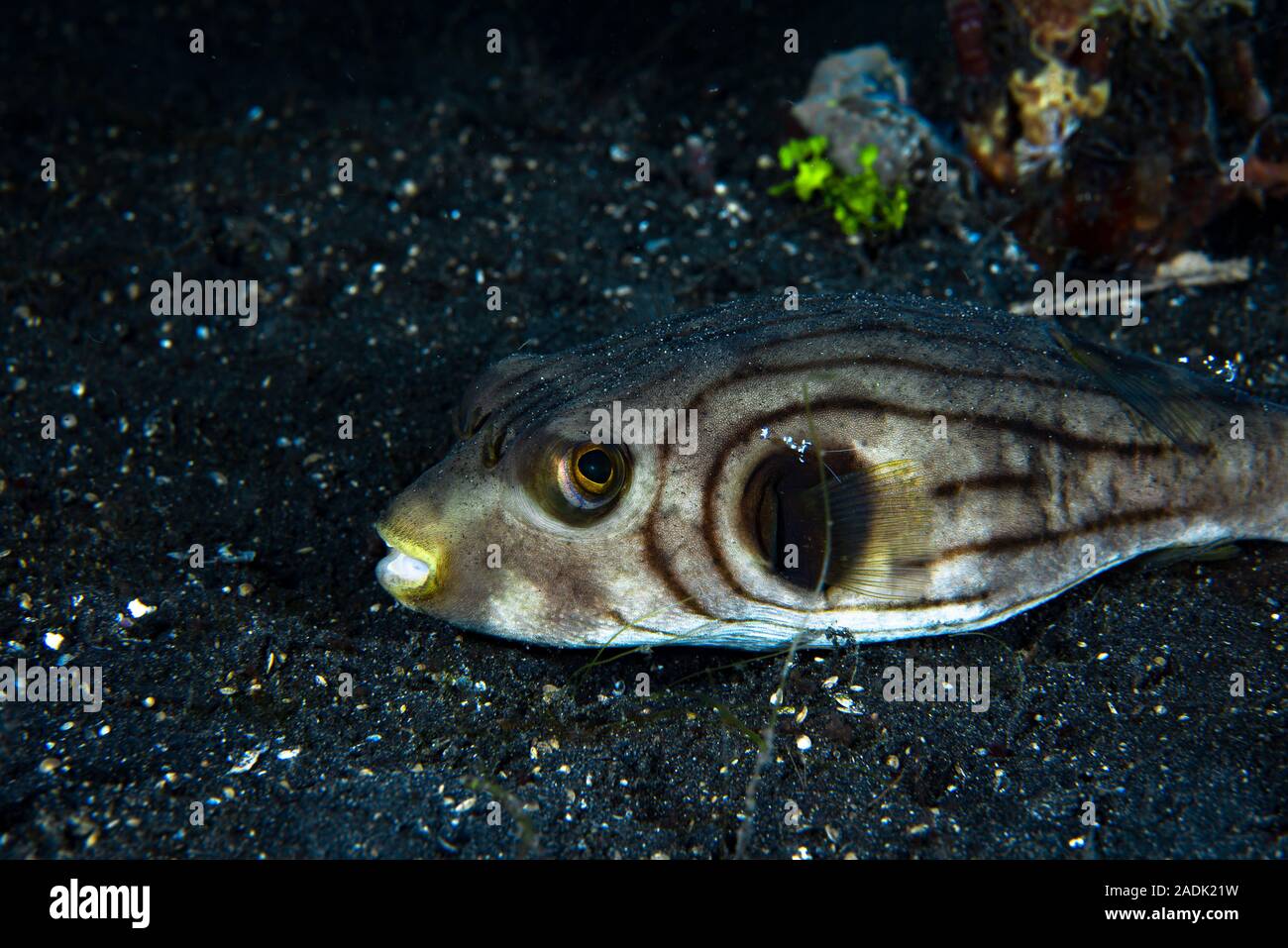 Narrow Lined Pufferfish Arothron manilensis Stock Photo - Alamy