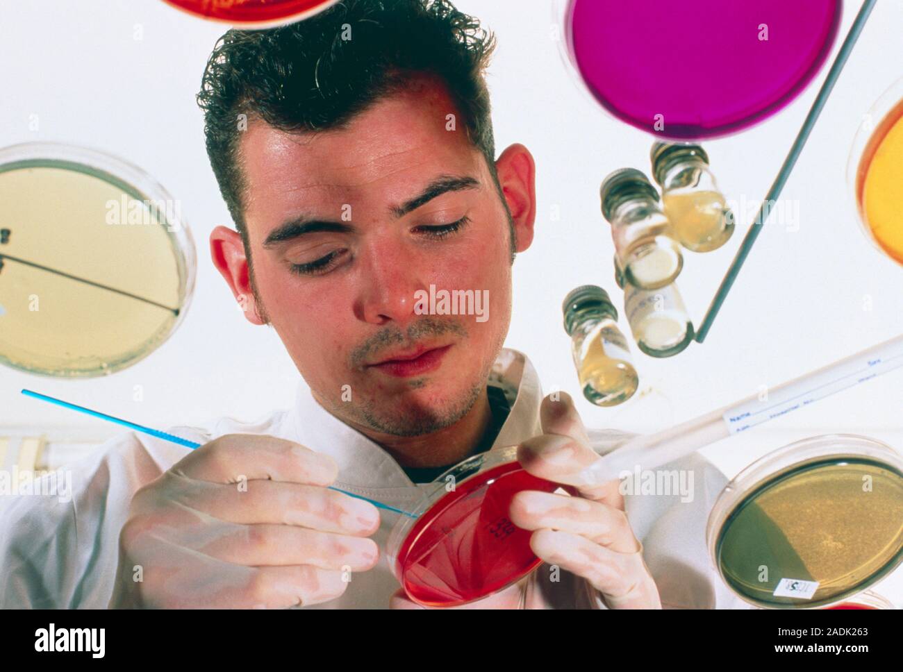 Plating of bacteria. Laboratory technician streaks bacteria onto an