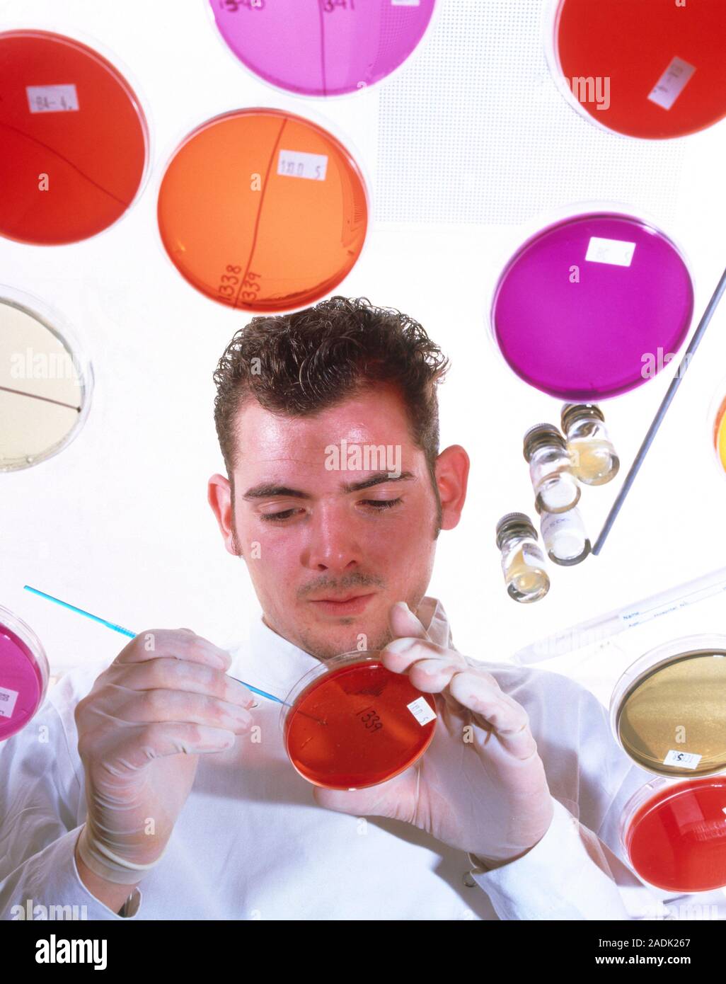 Plating of bacteria. Laboratory technician streaks bacteria onto an