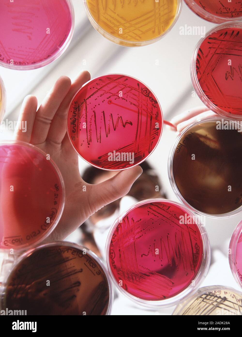 Petri dish bacterial cultures. Masked technician uses a sterile loop to