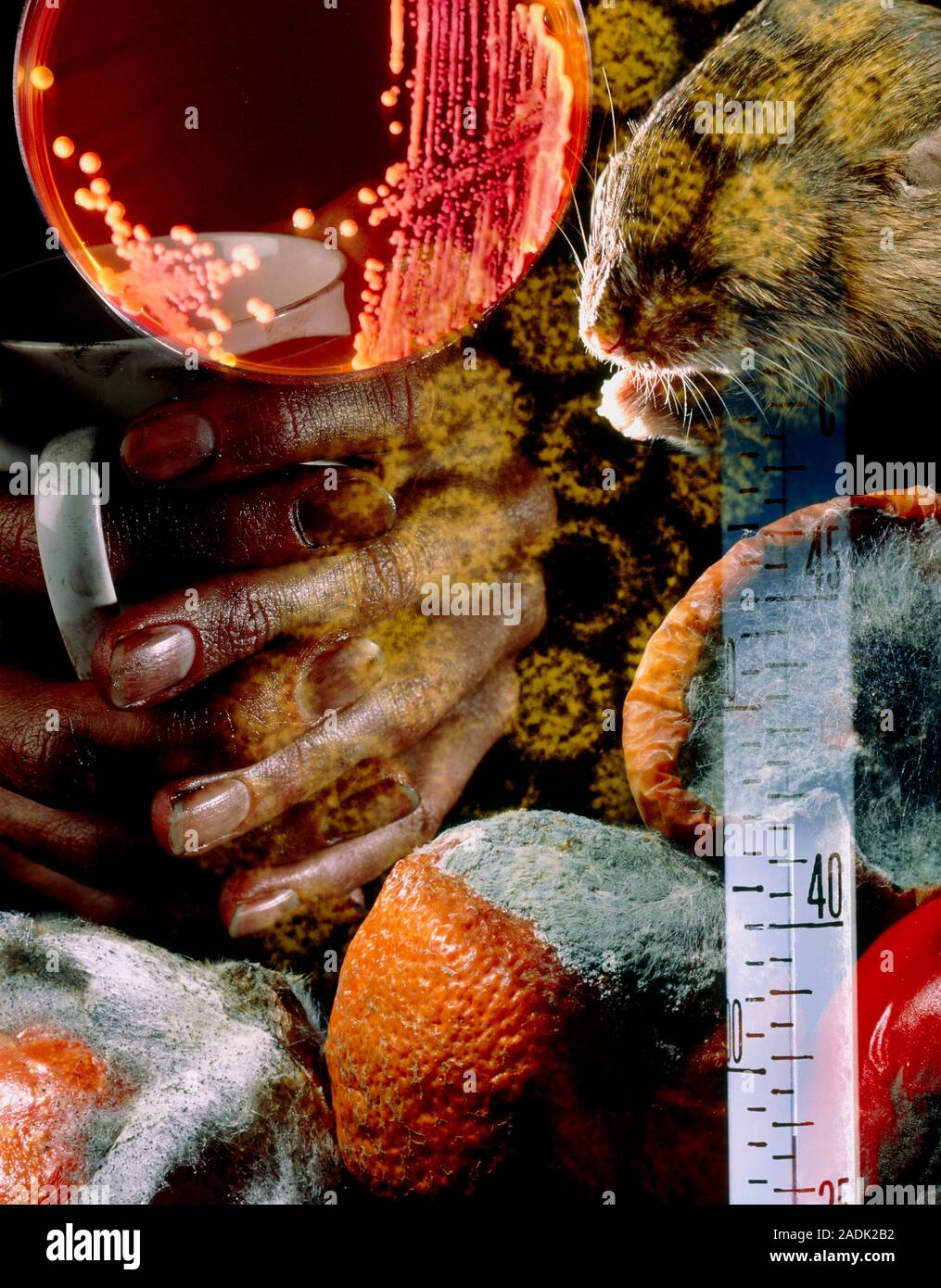 Agents of infection research. Composite abstract image depicting agents ...