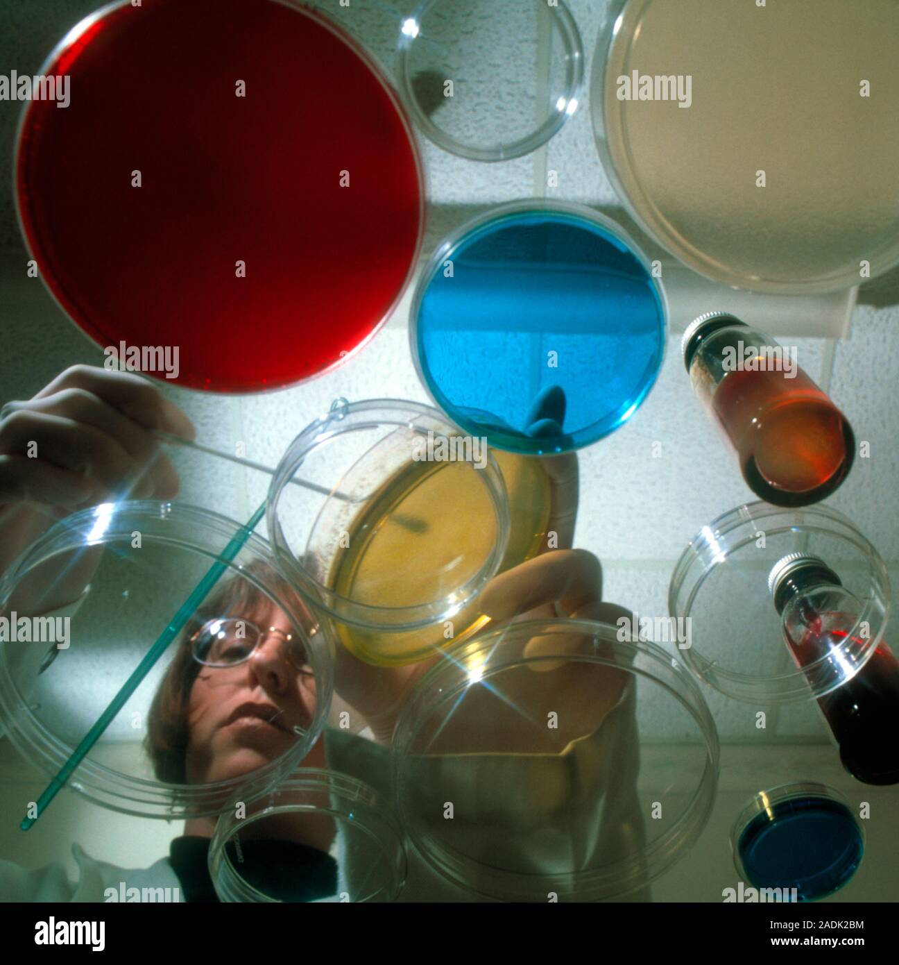 Culturing bacteria. Technician using a sterile rod to inoculate petri