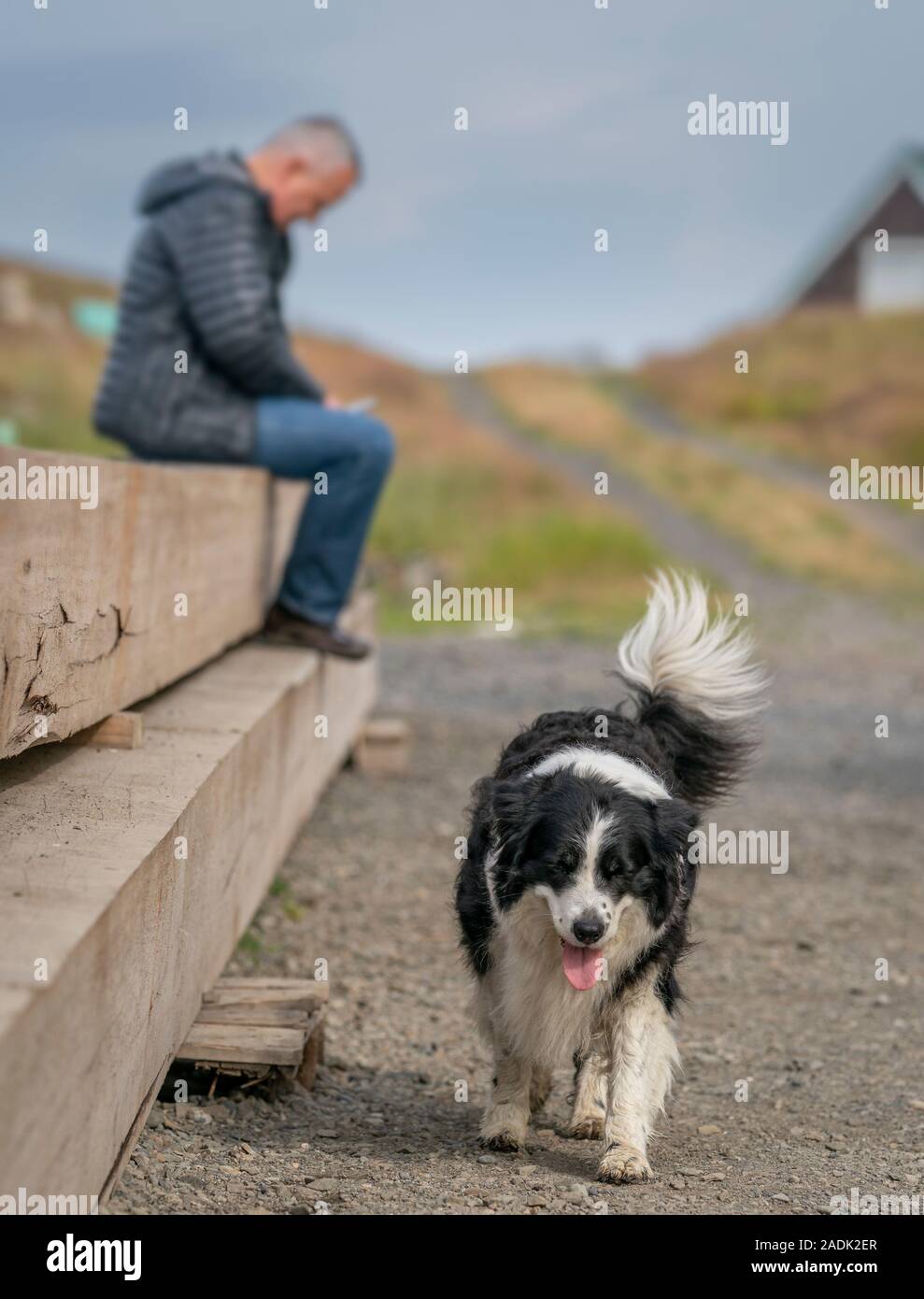 Man and his dog, Flatey Island, Breidafjordur, Westfjords, Iceland Stock Photo