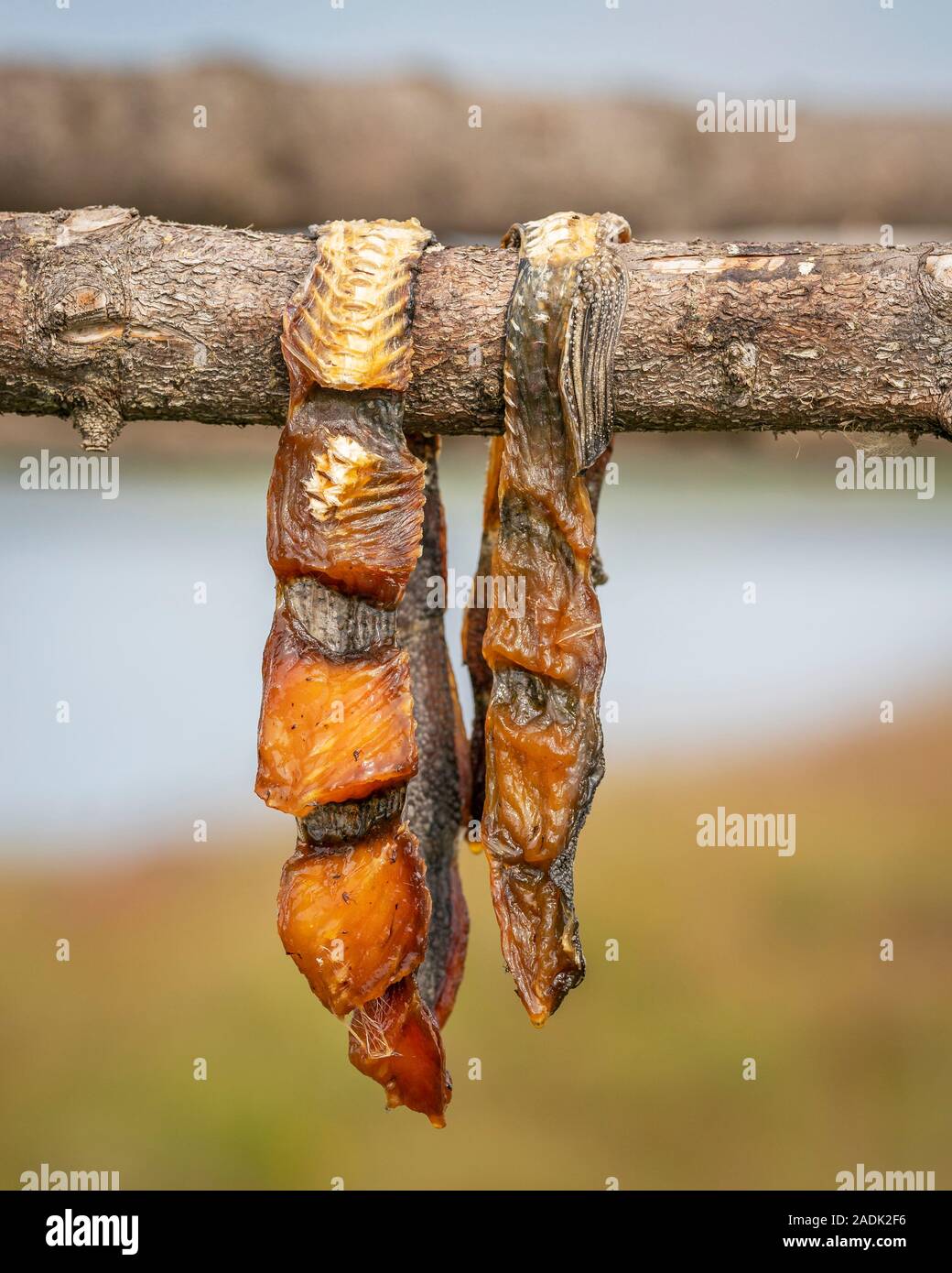 Hanging lumpfish with small flies, Flatey Island, Westfjords, Iceland Stock Photo