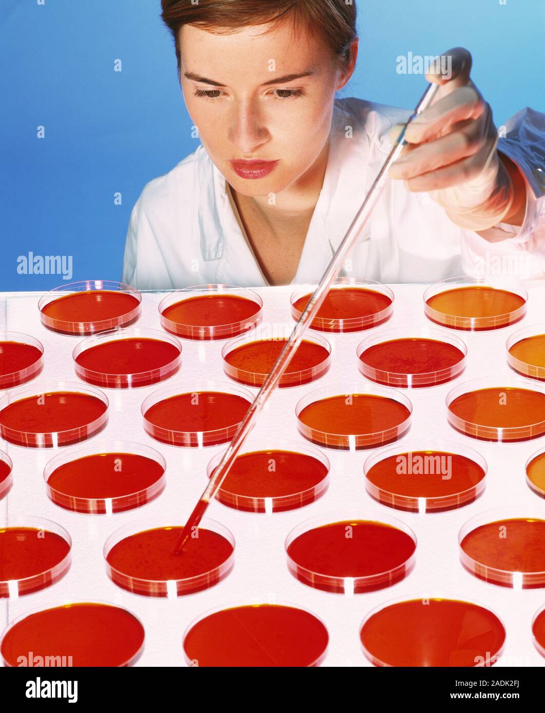 Biological researcher pipetting a solution into one of many petri