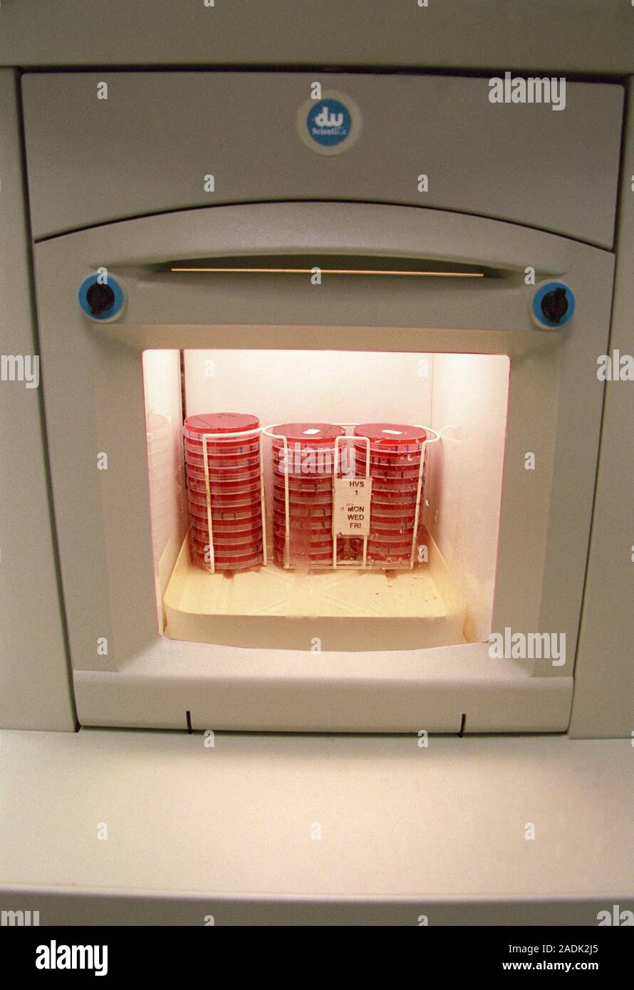 Microbiology incubator containing petri dishes being used to culture samples in a laboratory