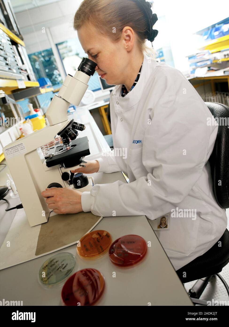 Bacterial contamination tests. Laboratory worker using a microscope to