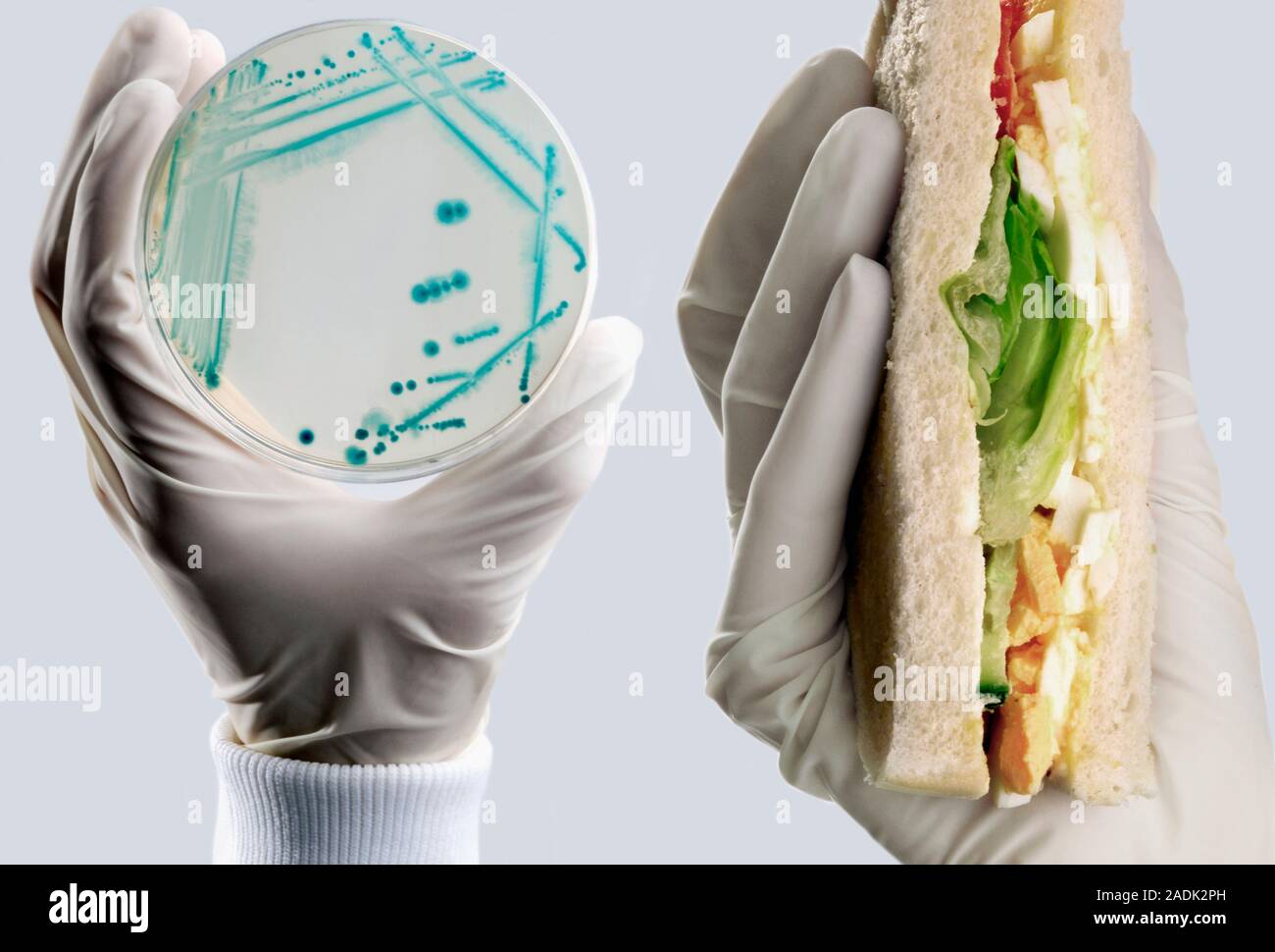 микробы на еде. острые кишечные инфекции. бактерии на продуктах. бактерии и пища. микробы на фруктах.